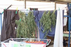 Slika vijesti/2014/cannabis-Krk (5).JPG